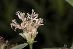 Coastal plain palafox